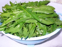 CICORIA PUNTARELLA MOLFETTESE, NON SOLO MARCHIO IGP MA ANCHE ALTRO. UN LIQUORE A BASE DI CICORIA PUNTARELLA