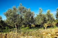 PERCHE' IL COMUNE DI MOLFETTA NON CHIEDE LO STATO DI CALAMITA' PER LE CAMPAGNE MOLFETTESI?