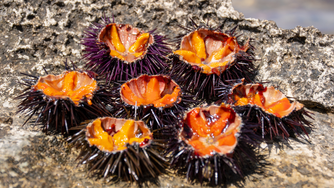 CONFERMATO IL DIVIETO DI VENDERE RICCI DI MARE FINO AL 2025