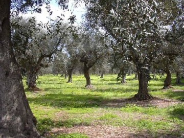 LA TUTELA DELLAGRO TRA LE PRIORITA DA REALIZZARE