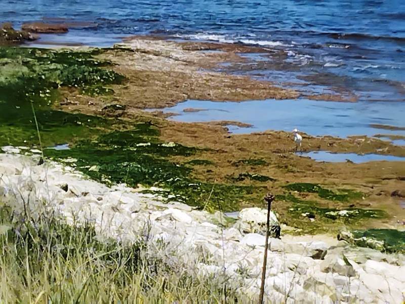 SULLA SALVAGUARDIA DEL TRATTO COSTIERO, IL CIRCOLO DI MOLFETTA DI LEGAMBIENTE GIOVANNA GRILLO SI RENDE DISPONIBILE A COLLABORARE CON LAMMINISTRAZIONE
