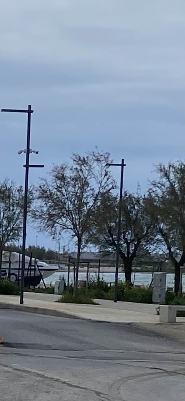 SU VIALE DEI CROCIATI, RAMI SPEZZATI AGLI ALBERI SENZA NESSUN INTERVENTO DA SETTIMANE