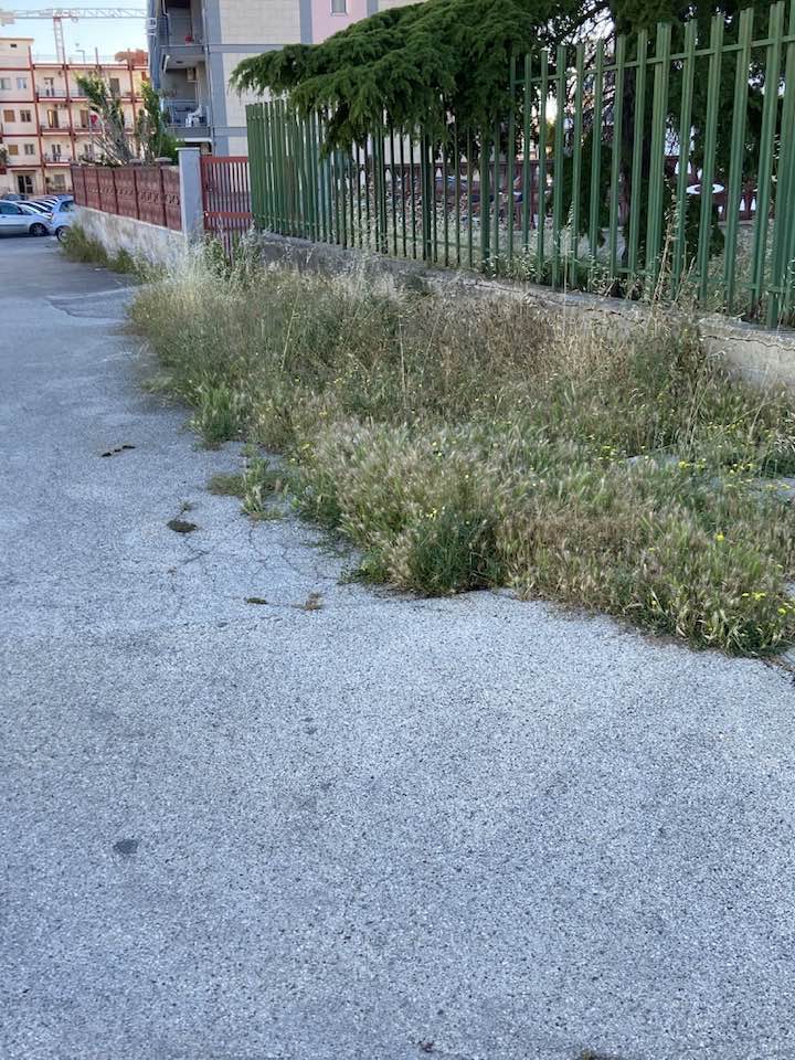 LA CITTA' TUTTA PIENA DI ERBACCE E ARRIVA L'ORDINANZA PER LA PULIZIA DA ERBACCE DELLA CITTA'
