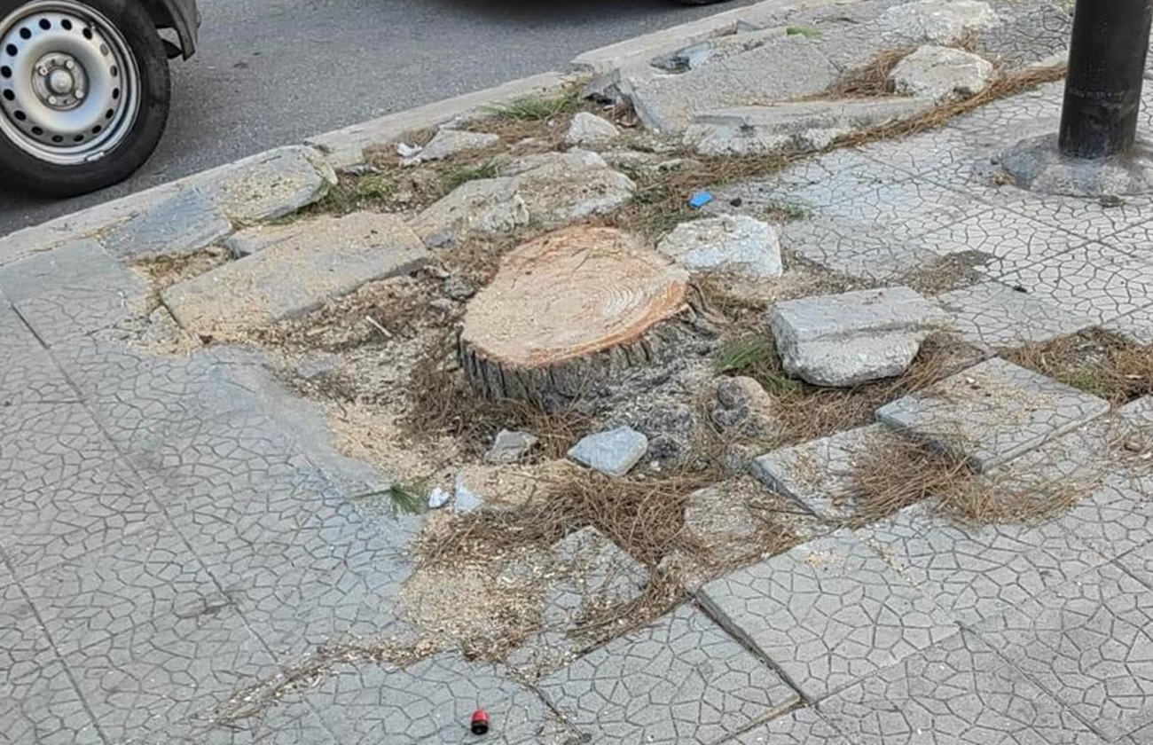 VERDE URBANO, LEGAMBIENTE E PRO NATURA: 