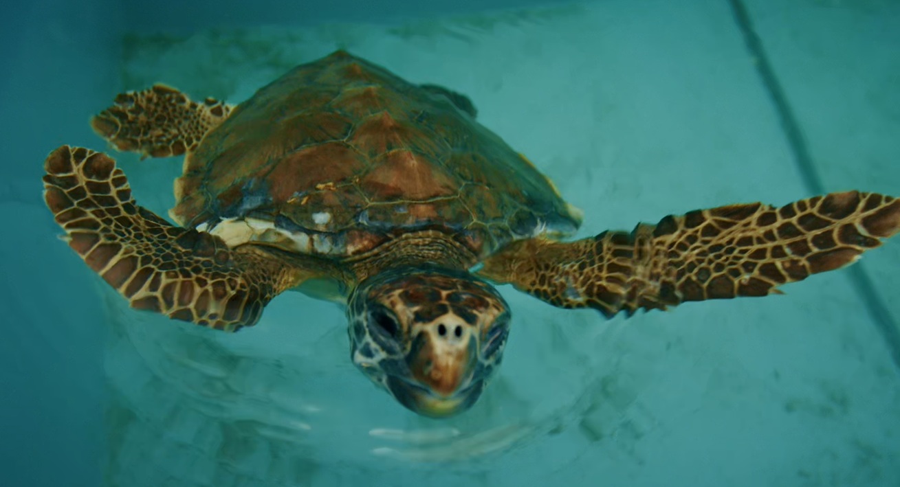 UNA TARTARUGA MARINA LANCIA LA �CIURMA VERDE�