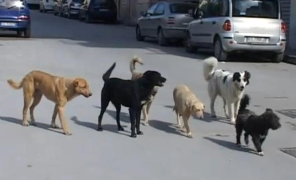 AFFIDATO IL SERVIZIO DI RACCOLTA, SMALTIMENTO E TRASPORTO DELLE CAROGNE NEL TERRITORIO DI MOLFETTA