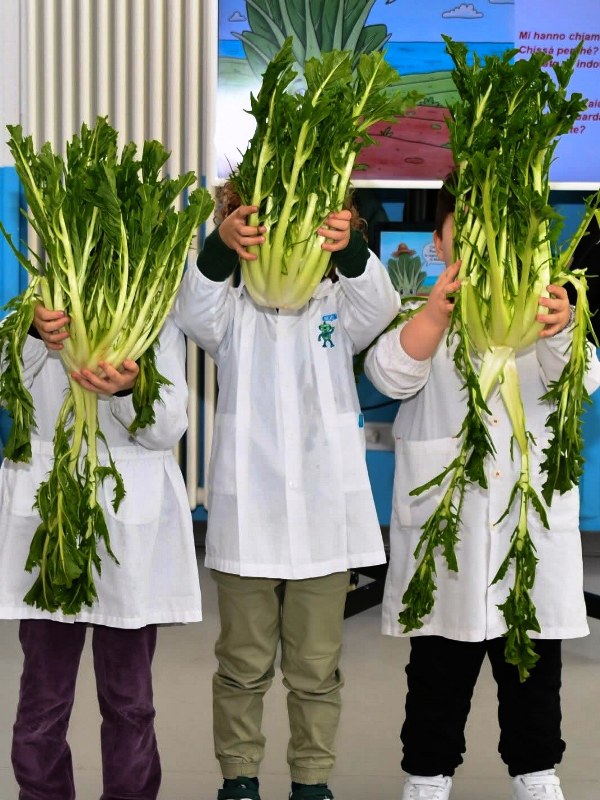 LA CICORIA PUNTARELLE MOLFETTESE ENTRA IN CLASSE