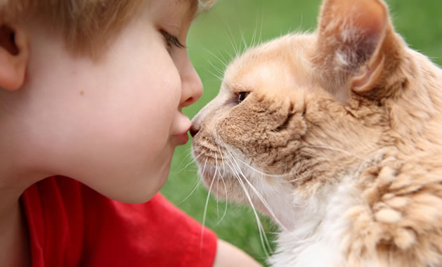MAPPATE LE COLONIE FELINE PRESENTI NEL COMUNE DI MOLFETTA