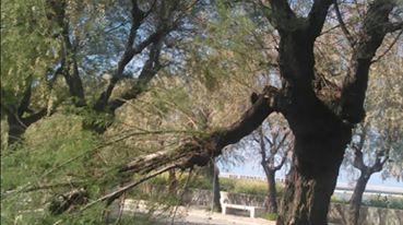 VIALE DEI CROCIATI QUANDO VERR PROGRAMMATA LA MANUTENZIONE DEGLI ALBERI E DEL VERDE?