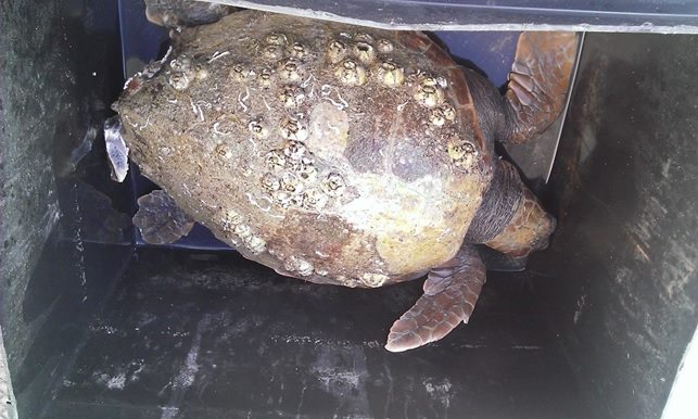 ANCORA TARTARUGHE SALVATE DALLA MARINERIA DI TRANI E AFFIDATE AL CENTRO WWF DI MOLFETTA