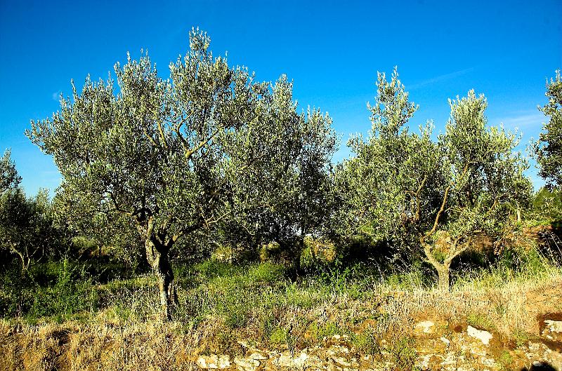AGRICOLTORI AL LAVORO PER EVITARE IL CONTAGIO DA XYLELLA
