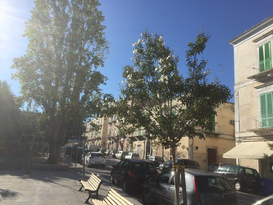 NUOVO ALBERO SU VIA MADONNA DEI MARTIRI ANGOLO VIA SAN CARLO DOPO LA NOSTRA SEGNALAZIONE