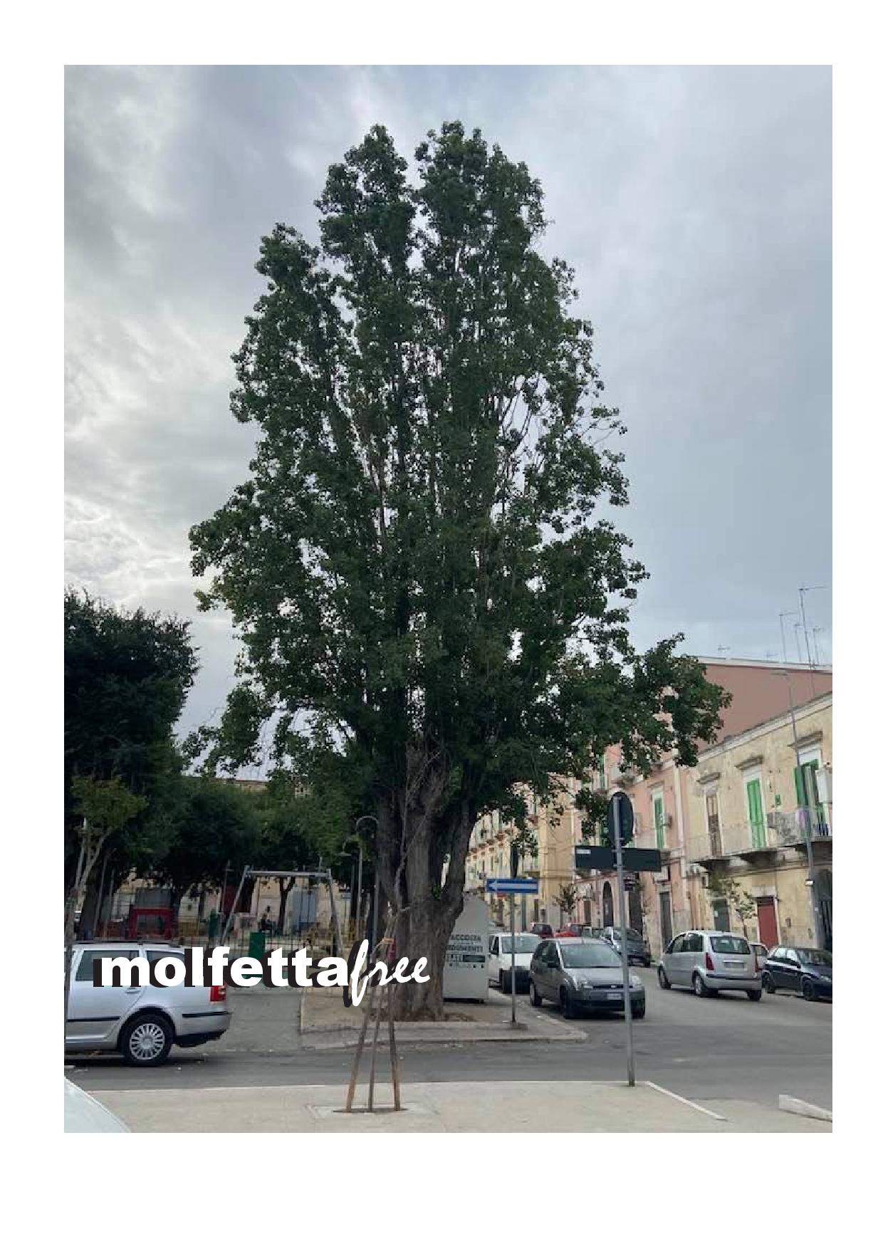 IL VERDE CHE C'ERA... ALBERI SECCHI, AIUOLE VUOTE E NON ESISTE UN PROGRAMMA 