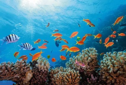 DAL 4 ALL'11 APRILE, LA SETTIMANA BLU. GIORNATA NAZIONALI DEL MARE CON LIBERAZIONE TARTARUGHE E VISITE GUIDATE