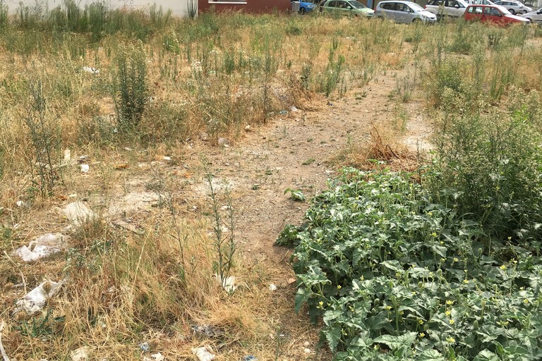 RIPULITE LE STERPAGLIE IN CITTA': ORDINANZA CONTRO IL RISCHIO INCENDI ESTIVI