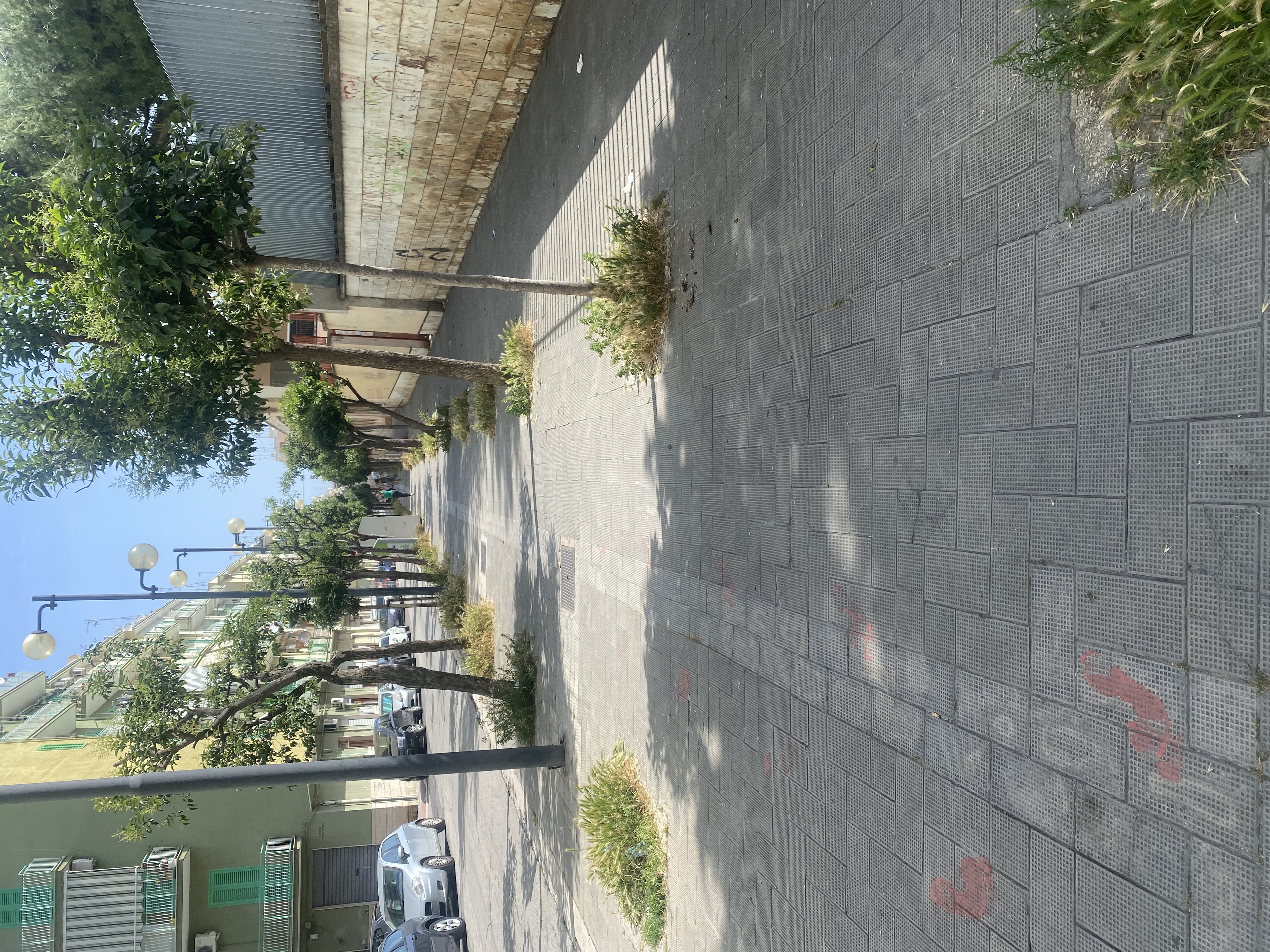 STORIA DI ORDINARIA CATTIVA MANUTENZIONE DEL VERDE NEL CENTRO DI MOLFETTA, VIA GAETANO SALVEMINI