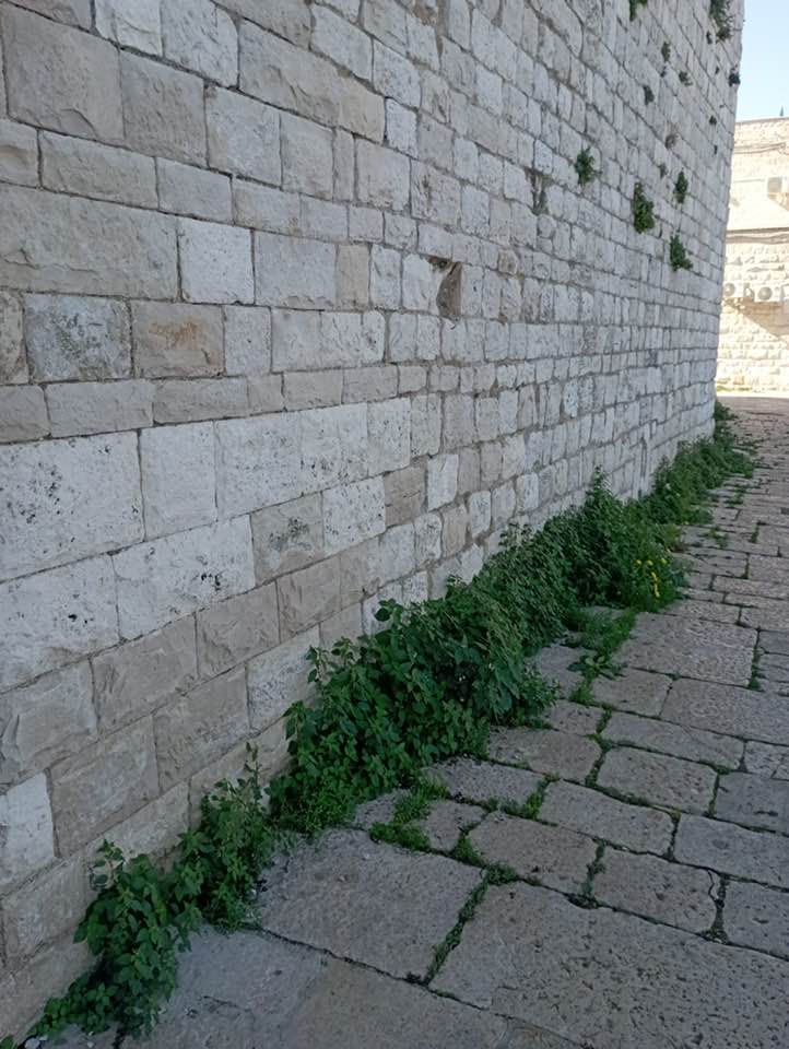 SERVE UN TAGLIAERBA PER RIPULIRE L'AREA ESTERNA DEL DUOMO DI MOLFETTA: CON 30 MINUTI DI LAVORO RIPULIAMO LE ERBACCE