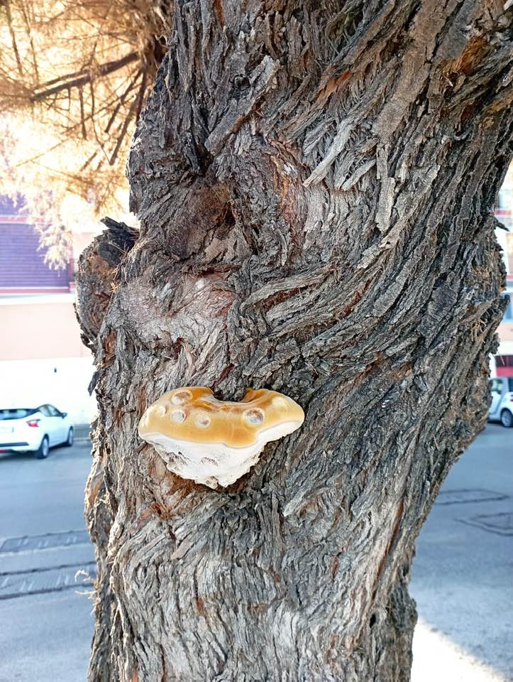 TROPPI FUNGHI PER GLI ALBERI COLLOCATI SUL LUNGOMARE COLONNA: NESSUNO SE NE E' ACCORTO?