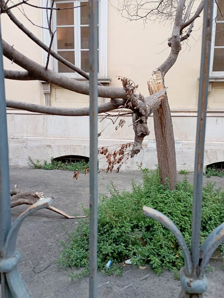 UN ALBERO SPEZZATO, DA MESI ALL'INTERNO DELL'AREA DELL'ISTITUTO APICELLA IN TOTALE ABBANDONO