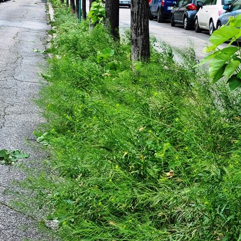 IL VERDE ABBONDA NELLE AIUOLE DI VIA MARANTA, IN PIENO CENTRO A MOLFETTA